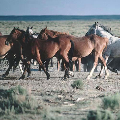  Wild Horses 