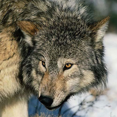 Wolf