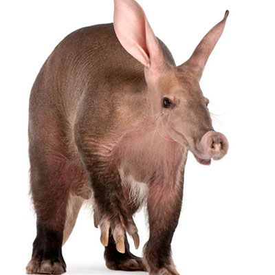 Aardvark