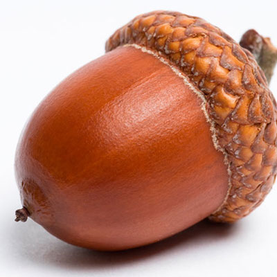Acorn