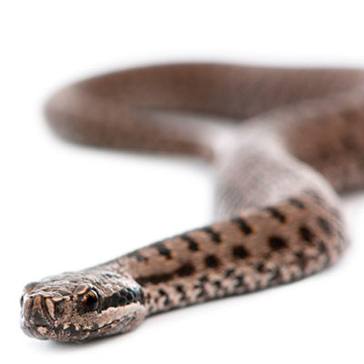 Adder