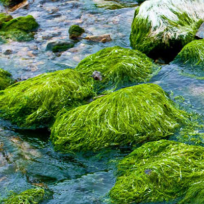 Algae