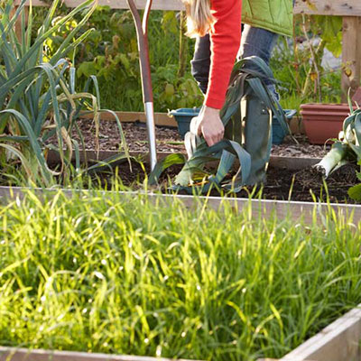 Allotment