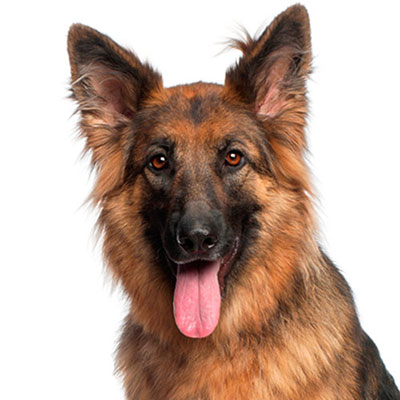 Alsatian