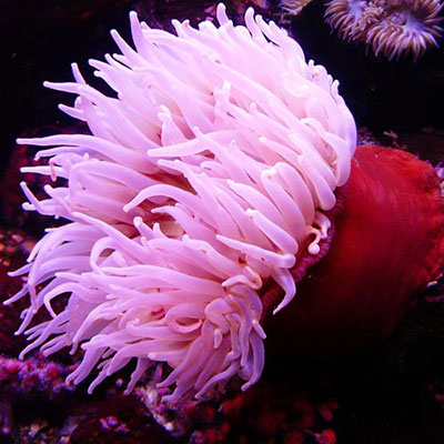 Anemone