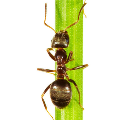 Ant