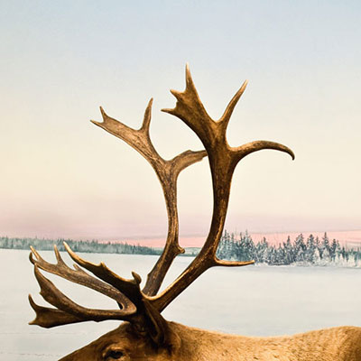  Antlers 