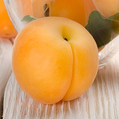  Apricot 