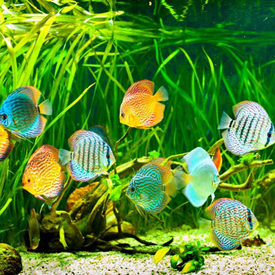 Aquarium