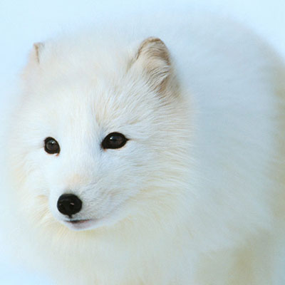  Arctic Fox 