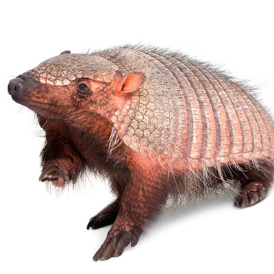 Armadillo