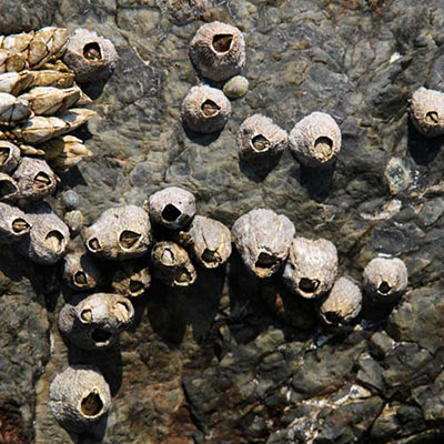 Barnacles