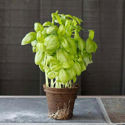 Basil