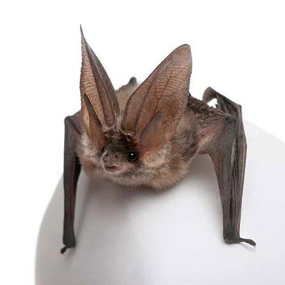  Bat 