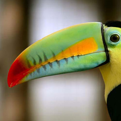  Beak 