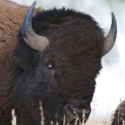 Bison