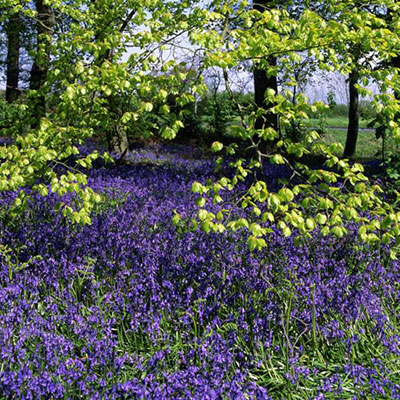 Bluebells