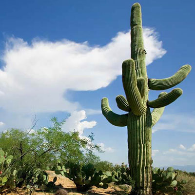 Cactus