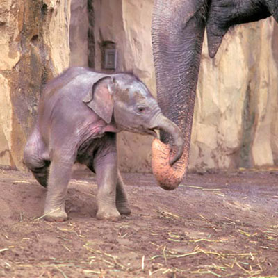 Calf