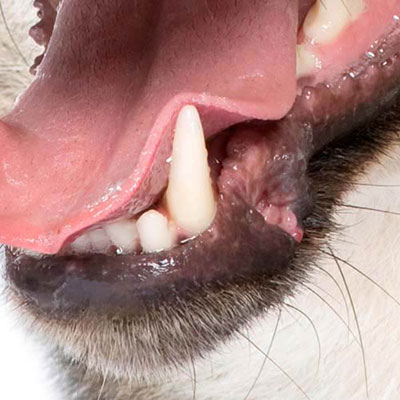 Canine