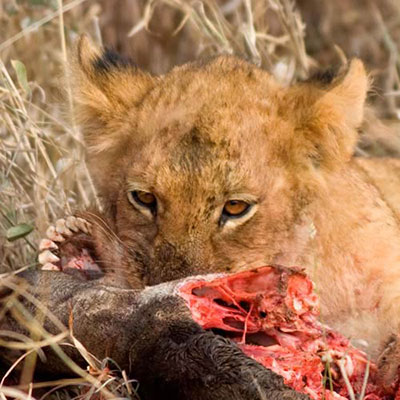 Carnivore