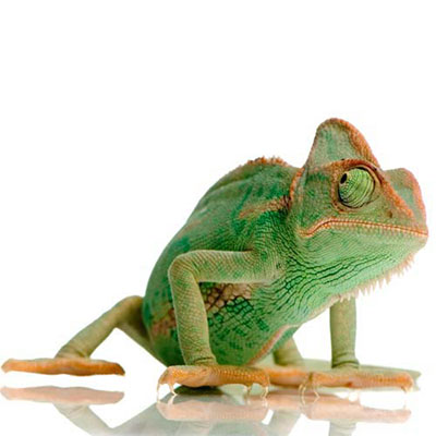 Chameleon