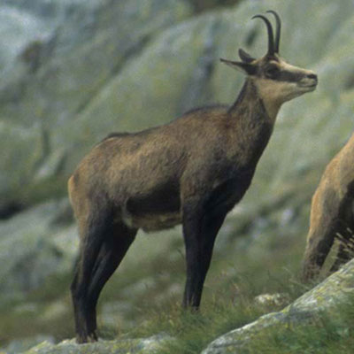 Chamois