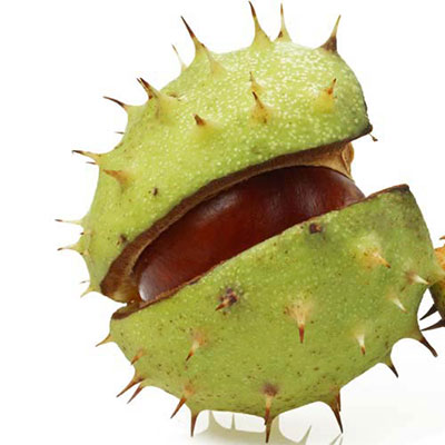  Chestnut 