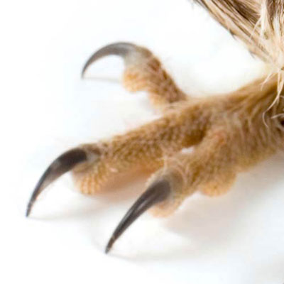 Claw