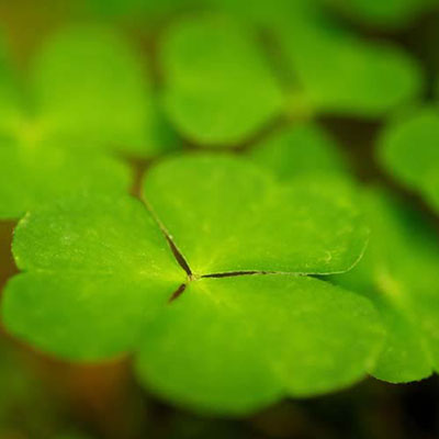 Clover