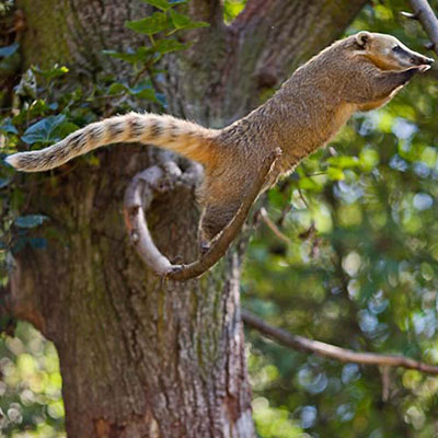 Coati