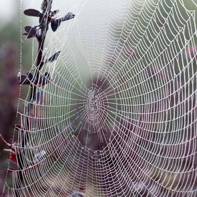 Cobweb