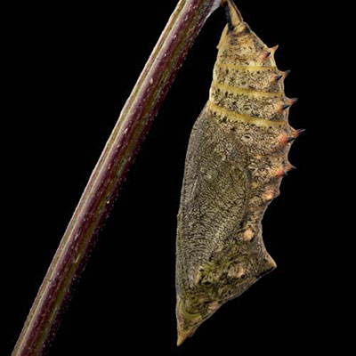 Cocoon