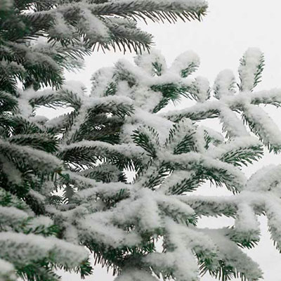 Coniferous