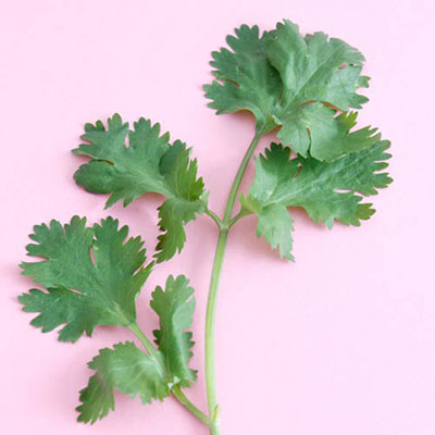 Coriander