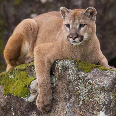 Cougar