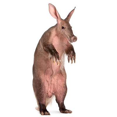 Aardvark
