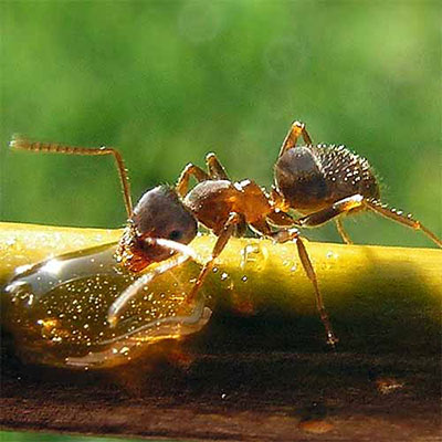 Ant