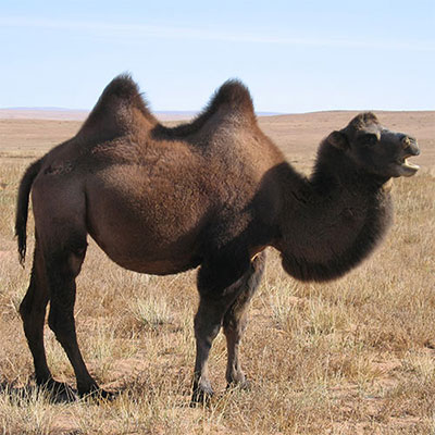 Camel