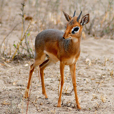  Dik Dik 