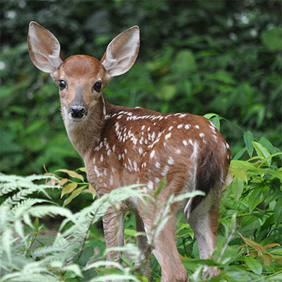 Fallow Deer