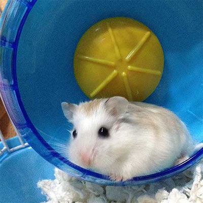 Hamster