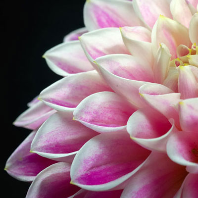 Dahlia