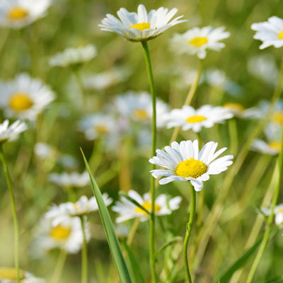 Daisies