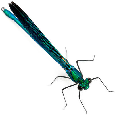 Damselfly