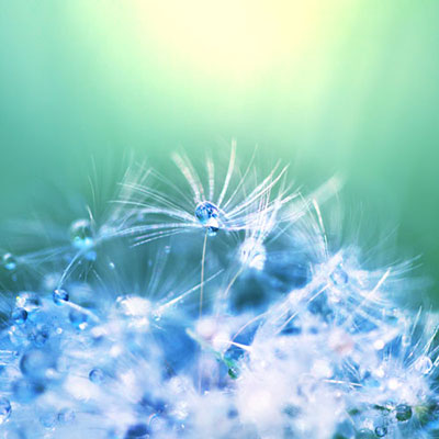  Dandelion 