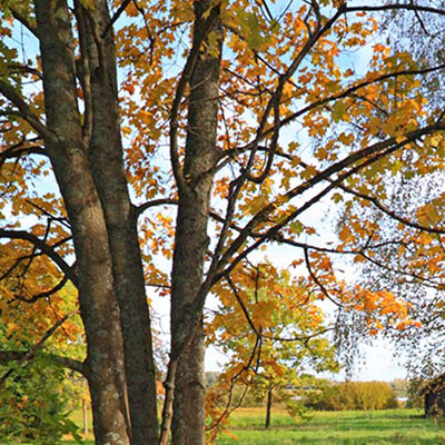 Deciduous