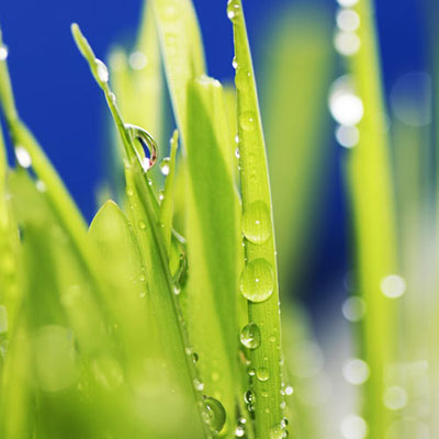 Dew