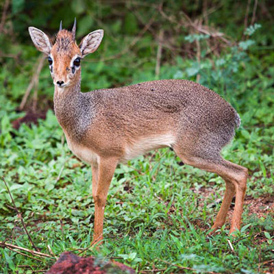 Dik-dik