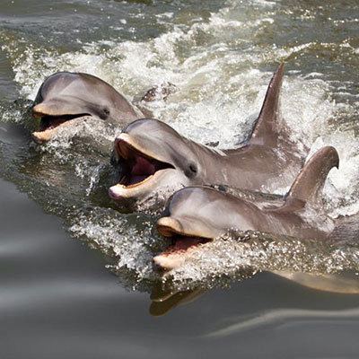Dolphins